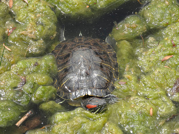 A close-up photograph captures a small turtle swimming upside down in an aquatic environment, such as a pond or slow-moving stream The images background features submerged plants with algaegreen m