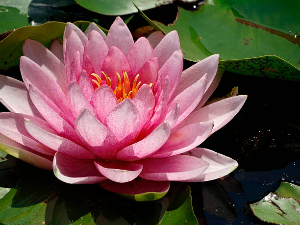 istock A single, vibrant pink water lily with open petals floats on still, reflective water surrounded by broad green leaves in a serene aquatic environment Soft-focus background 2211343727