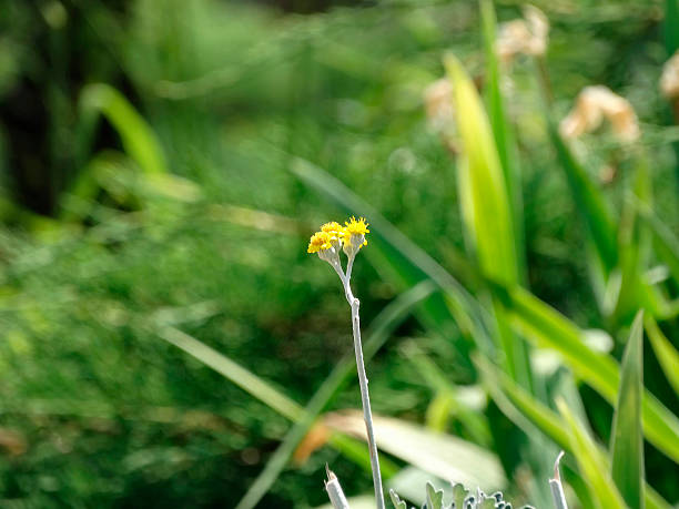 Image of a small yellow flower with four petals, growing on a white stem supported by two additional slender stalks The flower is placed against a lush backdrop of greenery and lit as if midday No