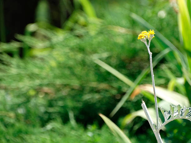 istock A small, blurry image with a central yellow flower having intricate patterned petal ends on a dark stem against a green background 2211343999