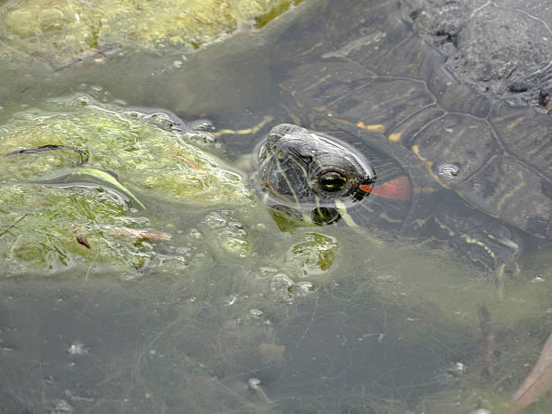 istock A turtle partially submerged in murky water, with algae-covered shell, possibly in a natural aquatic environment 2211344212