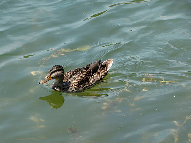 istock A young brown duck swimming on murky water, moving rightward 2211344285