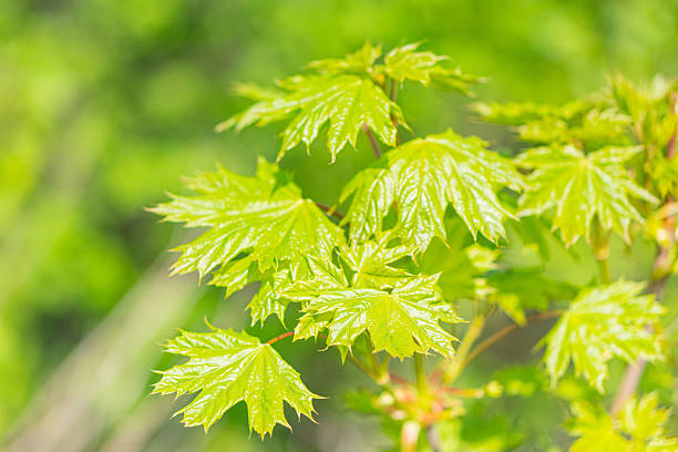 istock Close-up image of serrated green leaves densely packed on a stem or branch, under diffuse lighting conditions with blurred background 2211345157