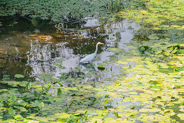A heron standing in a tranquil, lily pad-filled pond or small lake a
