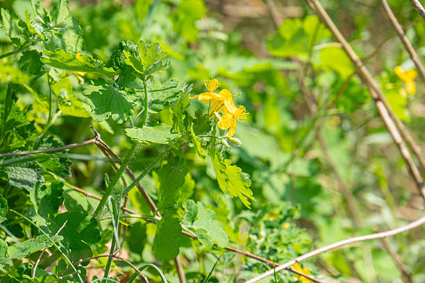 istock Blurry image of vegetation with yellow flowers or buds 2211345531