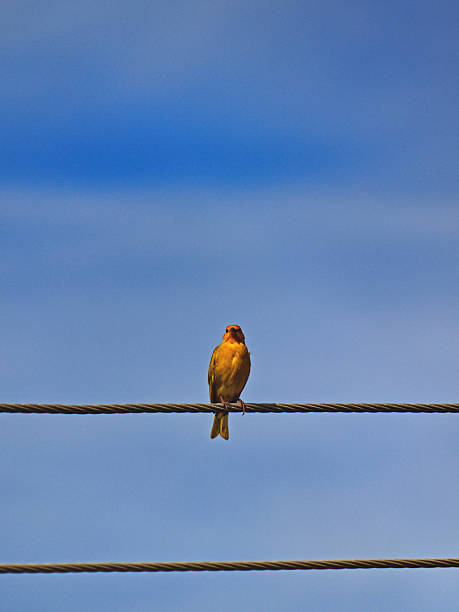 istock bird known as Saffron Finch (Sicalis flaveola), perched on a power cable, under a blue sky, looking directly at the camera. 2211347364