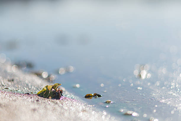 istock A serene, nature-inspired image showcasing a sandy shore by the calm, inviting blue-green water Ideal for promoting peaceful environments like beachfront properties or eco-tourism packages 2211348532