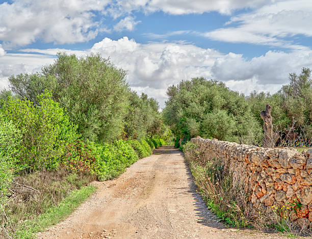 A scenic dirt path bordered by old stone walls and vibrant green vegetation, featuring olive trees and undergrowth, stretching into the distance beneath a partially clouded blue sky in beautiful Majorca, Spain.