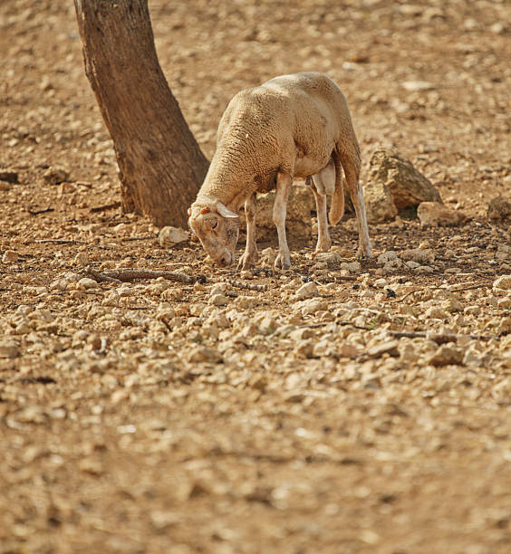 A serene scene of a sheep grazing in Mallorca, Spain, on a sunny day, showcasing agricultural simplicity and natural beauty.