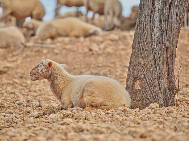 Sheep resting under a tree in Mallorca, showcasing serene rural life in Spain's landscapes.