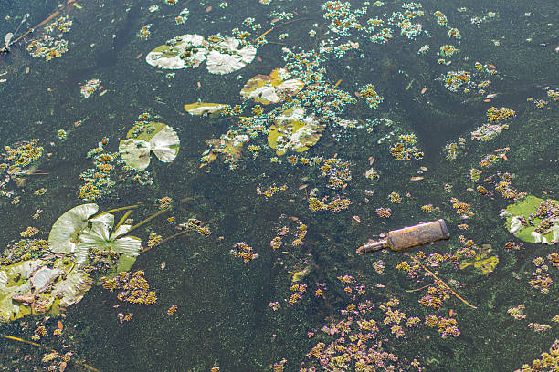 istock A captivating photograph showcases a tranquil algae-filled pond with lily pads, driftwood, and diverse aquatic life 2211348767