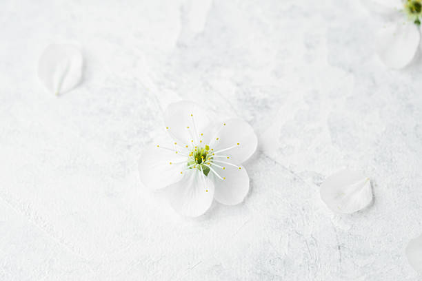 istock Delicate white flower on a soft textured surface with petals scattered around 2211349497