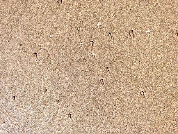 Sandy texture featuring small holes with delicate, linear details. Ideal for backgrounds, nature themes, or conveying subtle textures  patterns.
