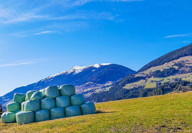 Drone photo showing a herd of cattle grazing on the vibrant green pastures of the Austrain Alps in the Kleinwalsertal district near Mittelberg on a warm summer day
