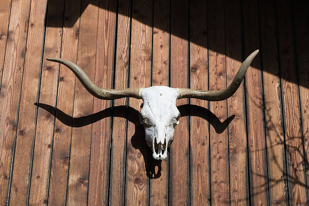 Santa Fe Style: Outdoor Retail Display of Cow Skulls