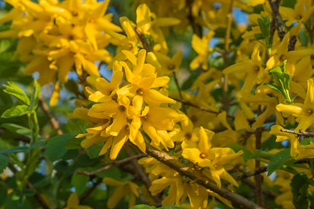istock Yellow forsythia blossom close up 2211349987