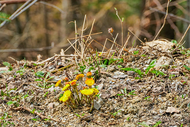 istock Coltsfoot Flowers on sandy ground macro 2211350037