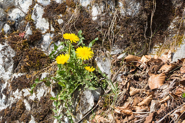 Photo of an yellow Dandelion flower blossom bloom and grow on a black background.  After flowering is finished, the dandelion flower head dries out for a day or two. The dried petals and stamens drop off, the bracts reflex (curve backwards), and the parachute ball opens into a full sphere. \nTaraxacum  is a large genus of flowering plants in the family Asteraceae, which consists of species commonly known as dandelions. The scientific and hobby study of the genus is known as taraxacology. The genus is native to Eurasia and North America, but the two most commonplace species worldwide, T. officinale (the common dandelion) and T. erythrospermum (the red-seeded dandelion), were introduced from Europe into North America, where they now propagate as wildflowers.