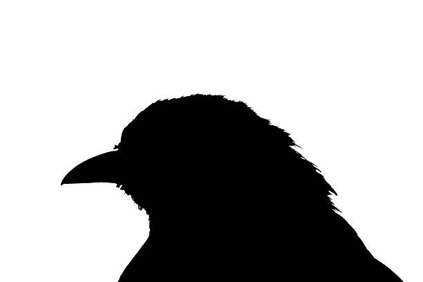 Portrait of a black raven close-up against a forest background