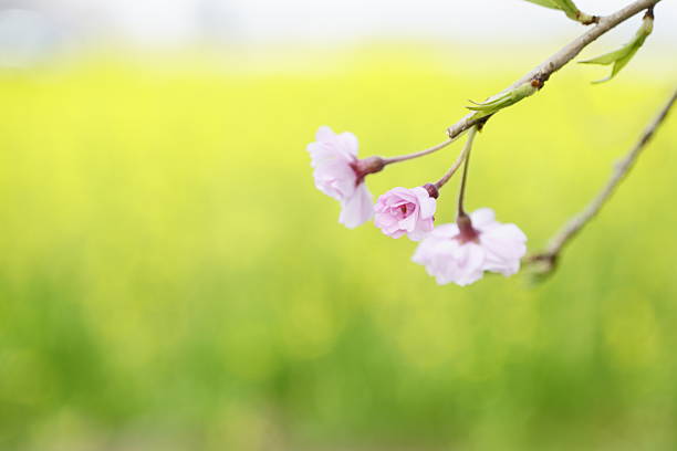 Cherry blossoms in full bloom and yellow rapeseed flowers