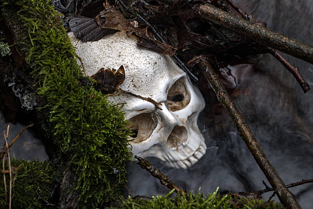 Human skull in water. Abandoned skull among branchs with moss in river.