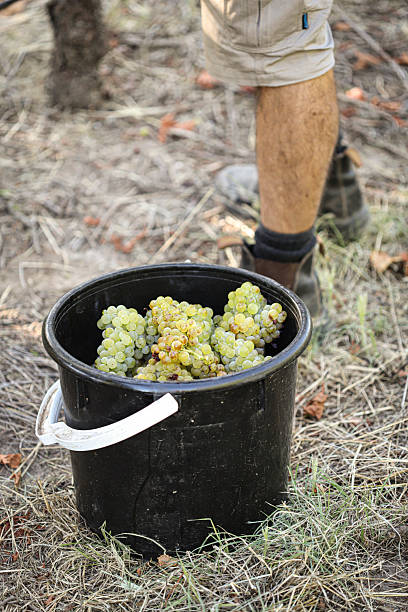 istock A bucket is filled with hand-picked white wine grapes 2211352508