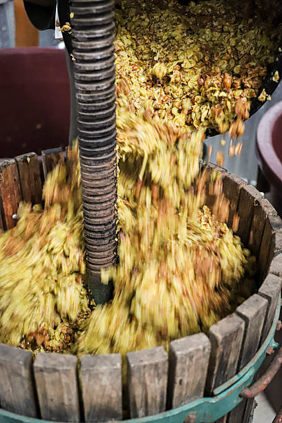 istock White wine grapes are poured into a basket press 2211352550