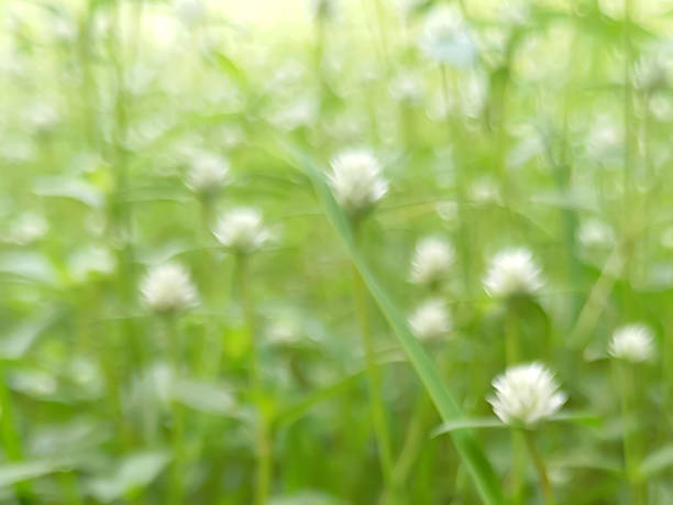 istock Blurred Background of Gomphrena serrata Beauty. 2211354488