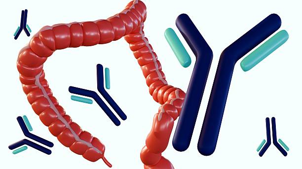 istock A human large intestine and scattered y-shaped antibody molecules. 2211355856
