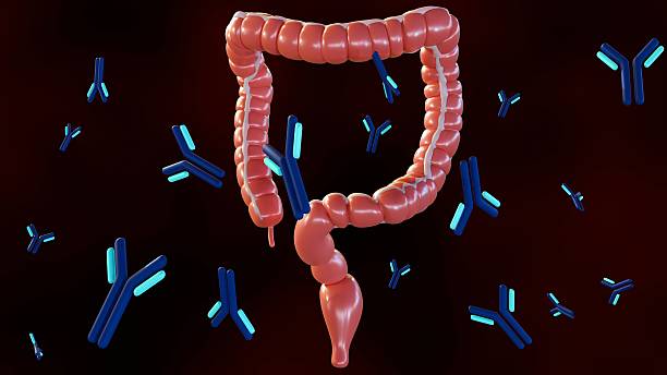 istock A human large intestine and scattered y-shaped antibody molecules. 2211355857