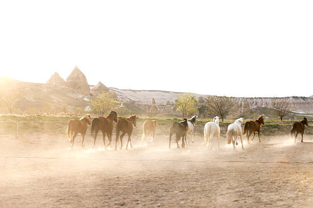A lot of of horses galloping in the wilderness.