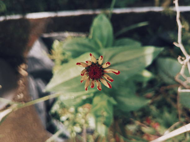 Zinnia is an annual flowering plant in the Asteraceae family. He came from North America and South America. Peruvian Zinnia is an annual plant whose height reaches 50 cm. The stem is green, but then becomes yellow or purple