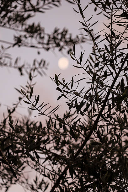 istock Dusk in the olive grove 2211360597