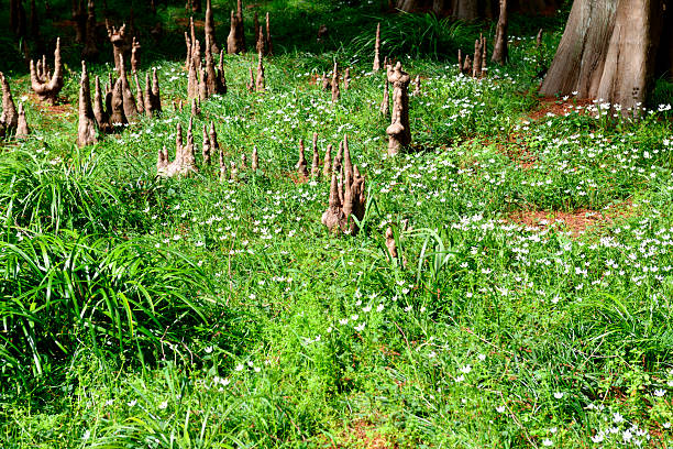 Bald cypress trees forest with white flowers on a springtime morning.