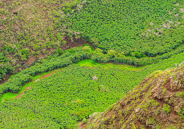 Taro plantation in the Hanalei Valley at the north coast of Kauai, Hawaii
