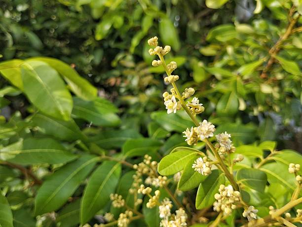 istock Longan fruit flowers still on tree in outdoor garden 2211363543