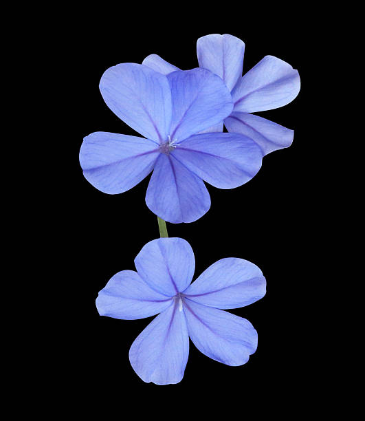 istock Close up blue flower bouquet isolated on black background. 2211363687