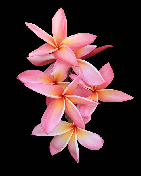 istock Close up white-yellow plumeria flowe 2211363689