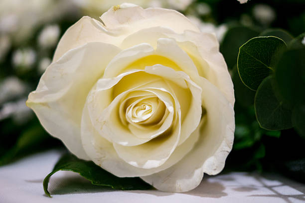 Close-up view of white rose petals