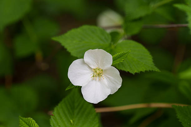 istock Close-up of white Black jetbead (Rhodotypos) flowers blooming in spring 2211364221