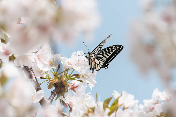 istock Swallowtail butterflies crowded on cherry blossoms in full bloom 2211365038
