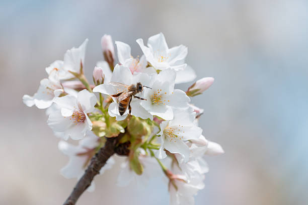 Cherry blossoms and insects - Spring-themed background material