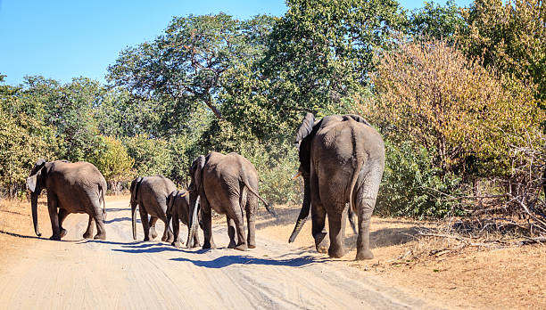 Herd of African elephants moving along the road in Chobe National Park in Botswana