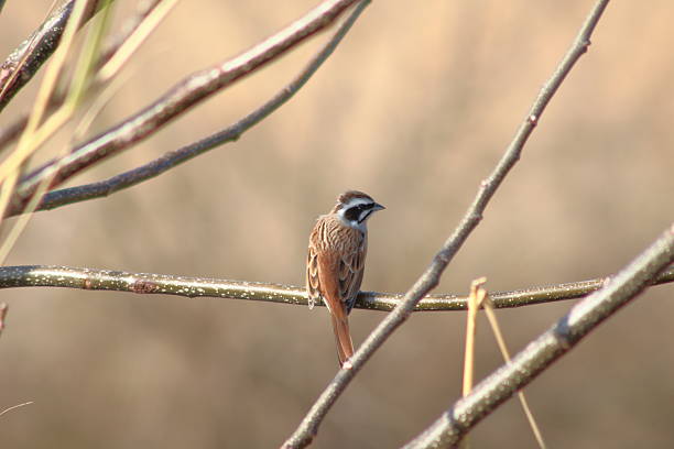 istock Sunlight filtering, a Meadow Bunting perched, a gentle song echoing in the silence. 2211367549