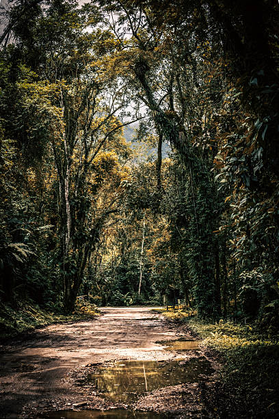 istock Dirt Road Through Atlantic Forest in Itamambuca - Ubatuba, Brazil 2211368107