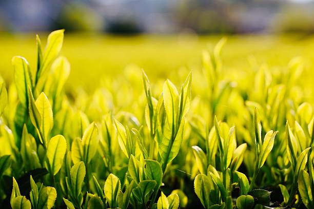 istock Tea buds illuminated by the morning sun 2211368402