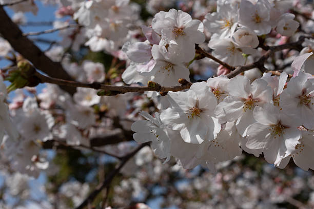 istock Sakura Flowers Adorning the Japanese Spring Sky 2211368702
