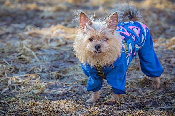 istock A mongrel dog in clothes strolls through a spring park.  Close-up. 2211369868