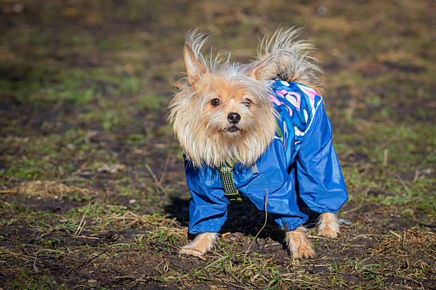 istock A mongrel dog in clothes strolls through a spring park.  Close-up. 2211369878
