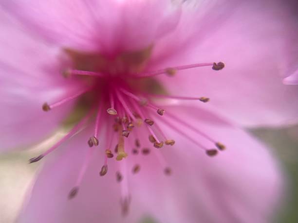 Beautiful spring flowers blooming on the branches of fruit trees in a peaceful garden.